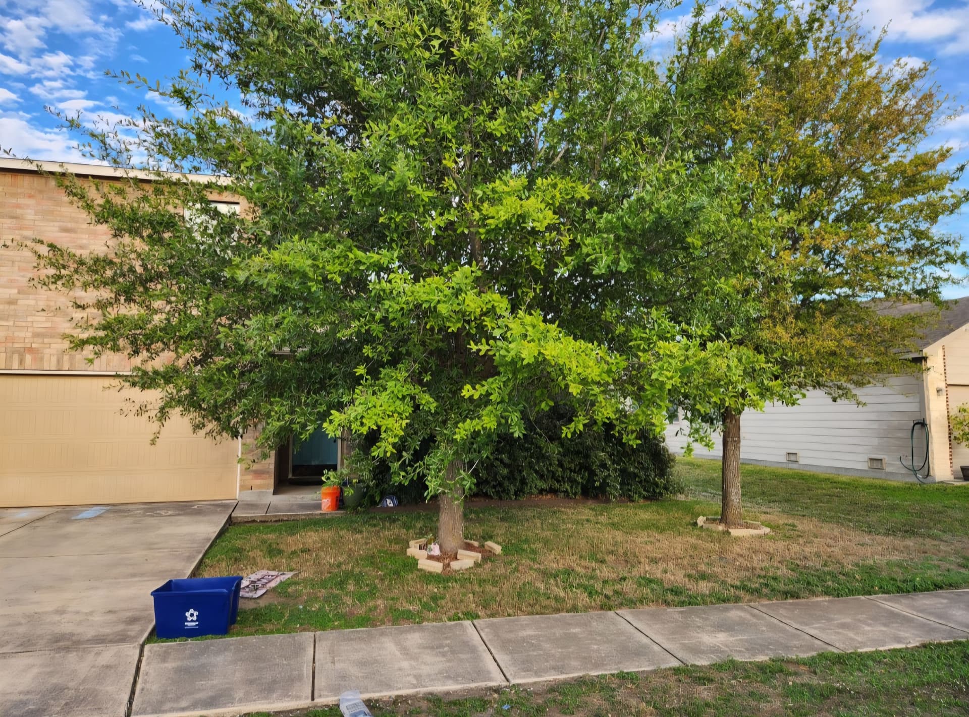 Front Yard Tree and Bush Trimming That Passed HOA Inspection image