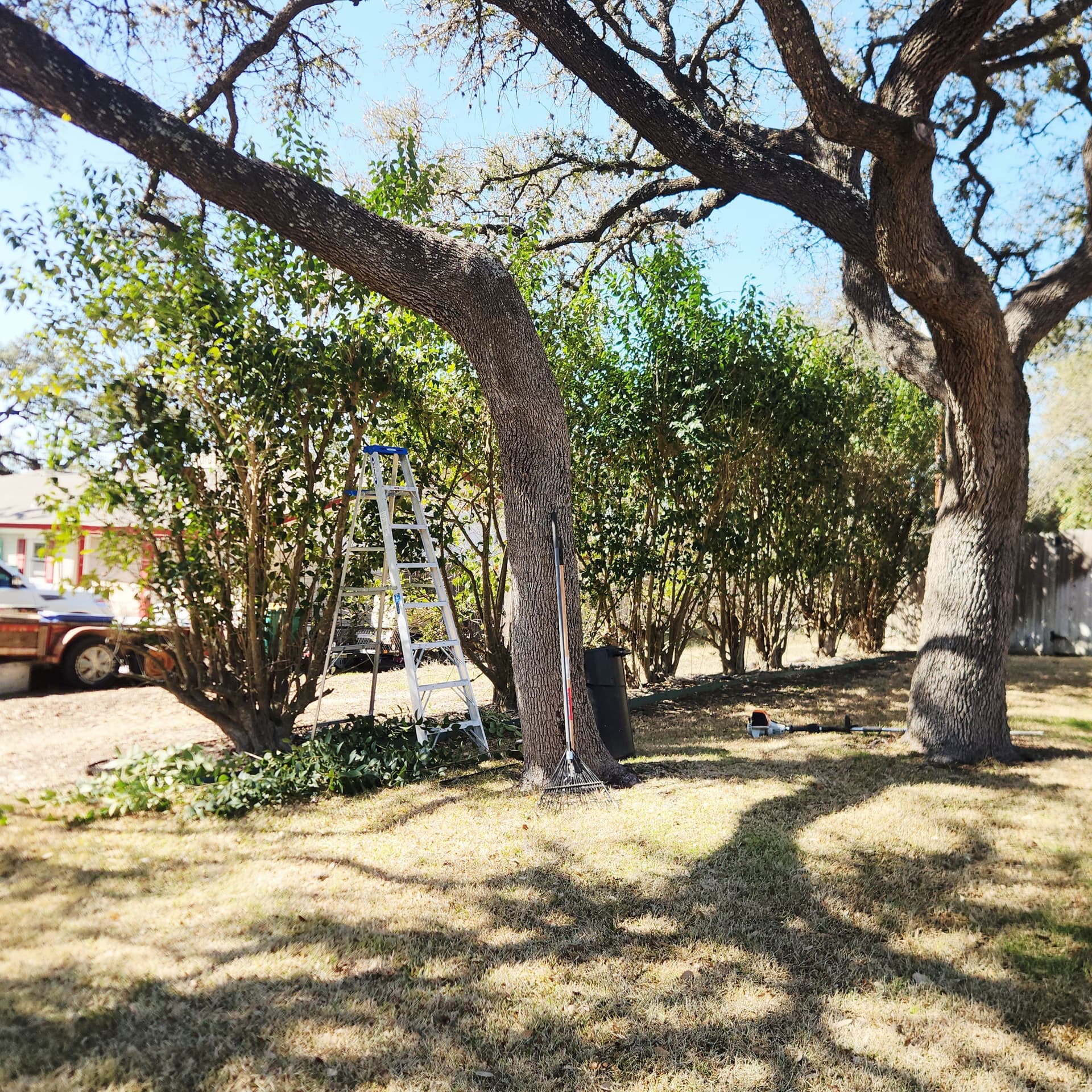 Gallery photos for Expert Hedge Trimming in Universal City TX: Image #2