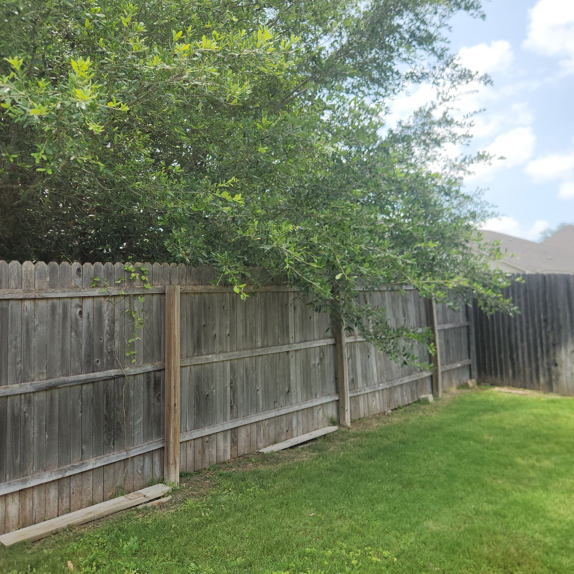 Gallery photos for Tree Trimming Along the Fence Line - Before and After: Image #2