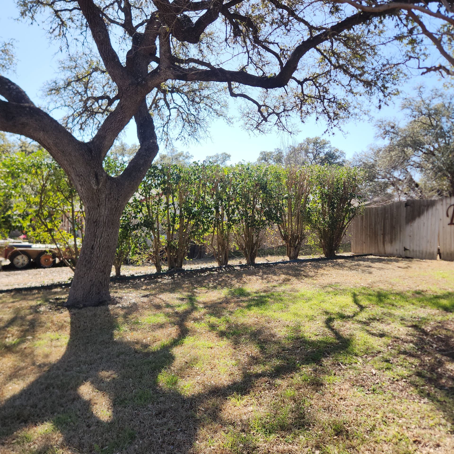 Gallery photos for Expert Hedge Trimming in Universal City TX: Image #5