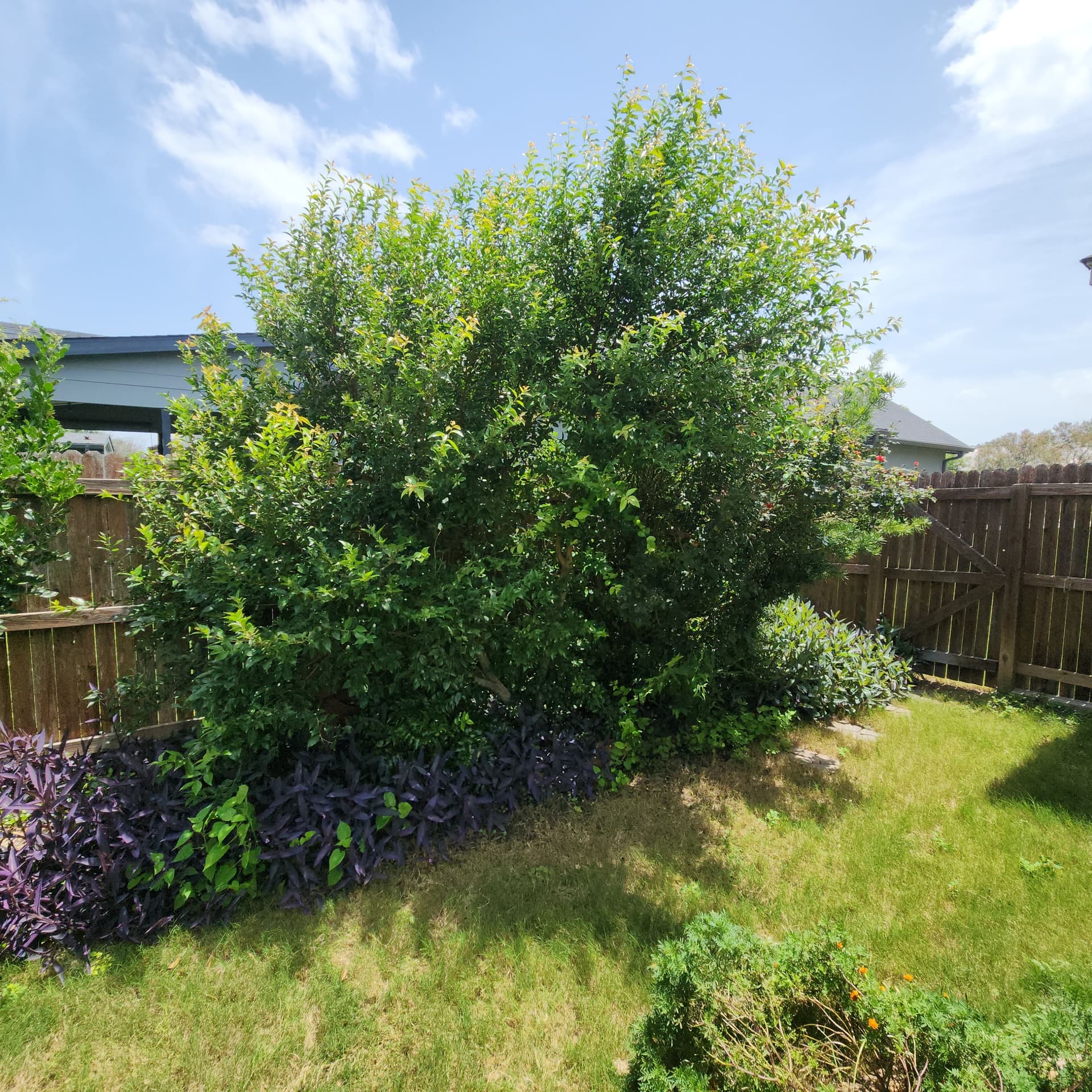 Gallery photos for Shrub Trimming and Yard Cleanup for New Texas Homeowners: Image #7