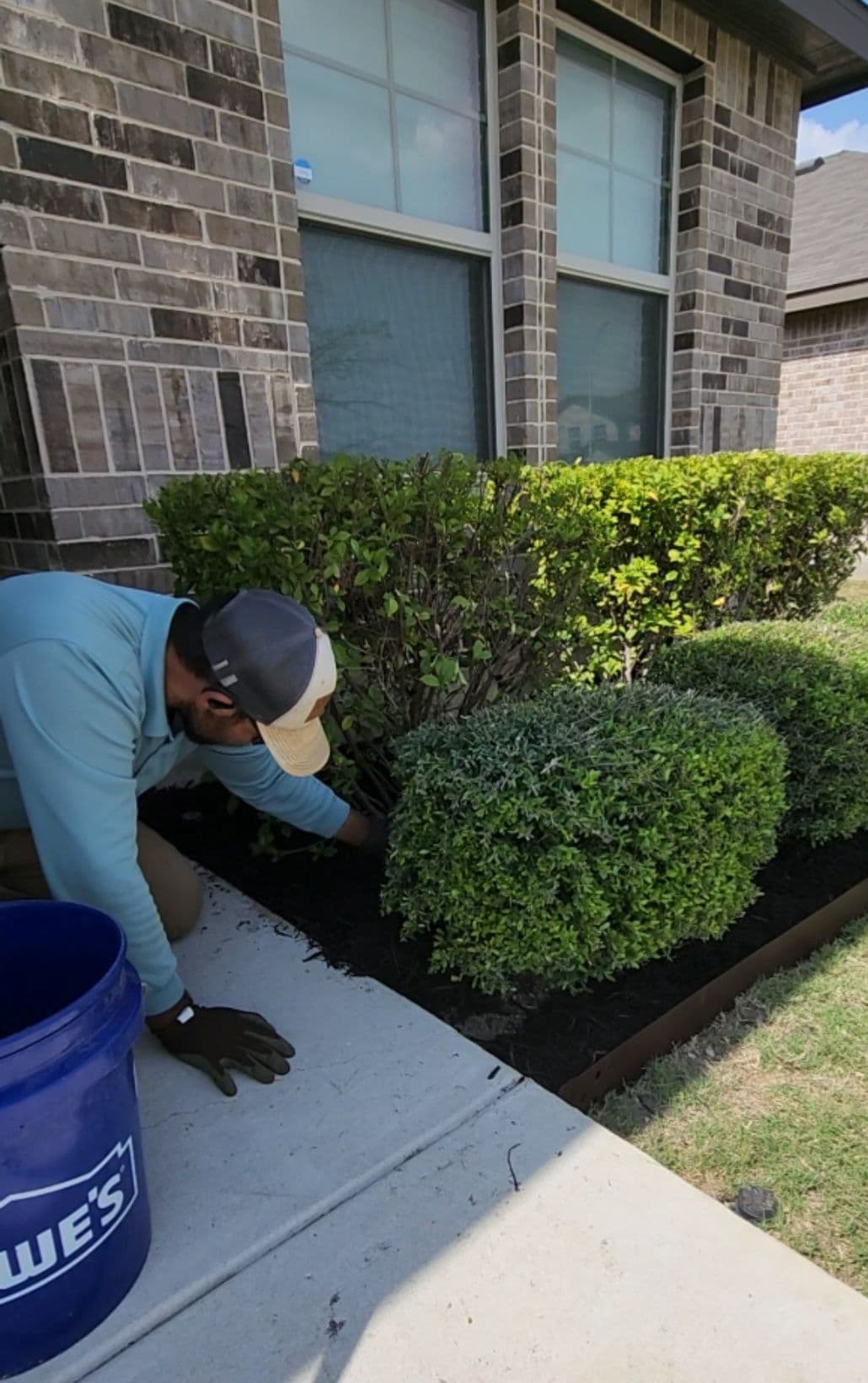 Gallery photos for Front Bed Bush Trim and Natural Mulch Swap: Image #3