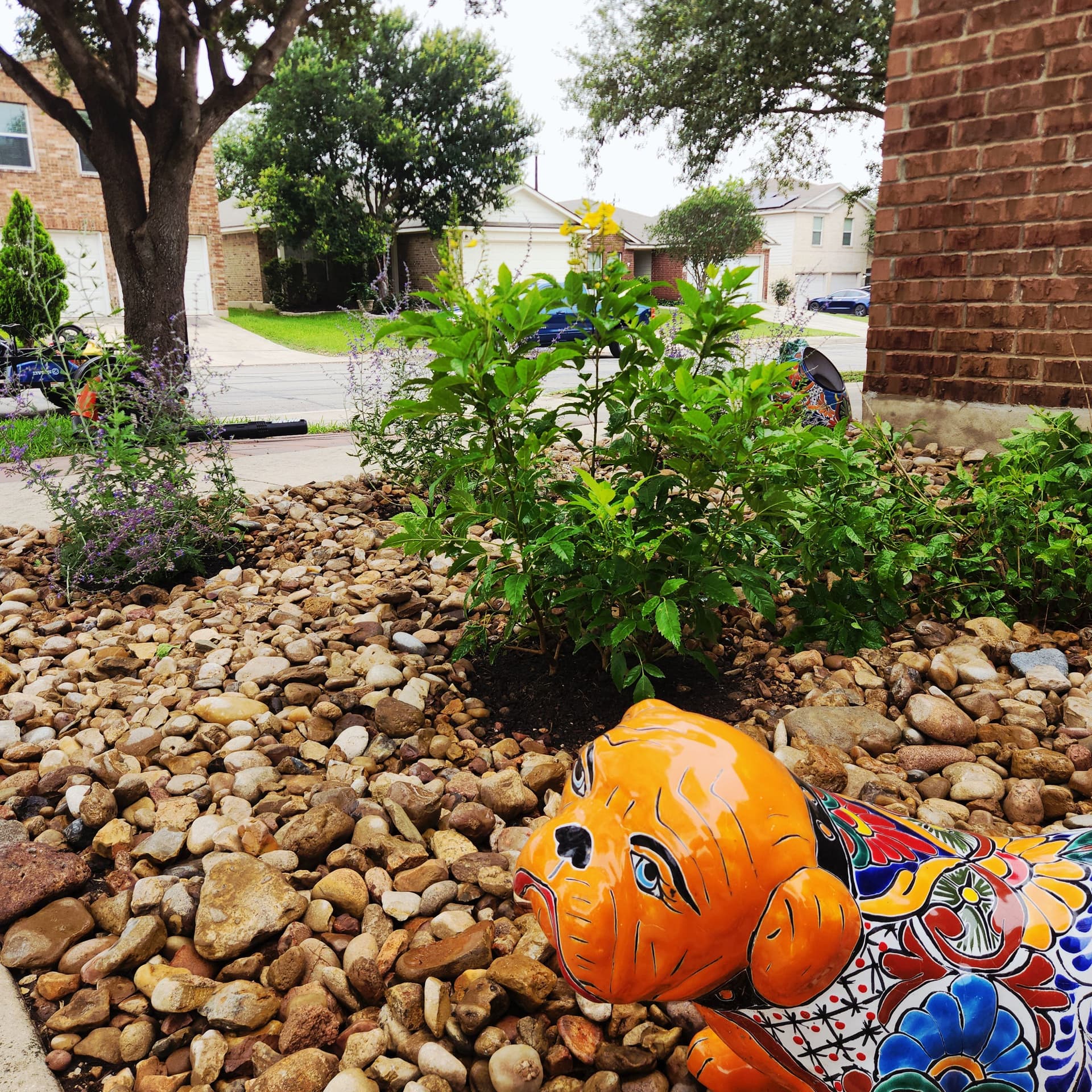 Gallery photos for Rock Bed Refresh with Smart Plant Choices That Actually Work: Image #4