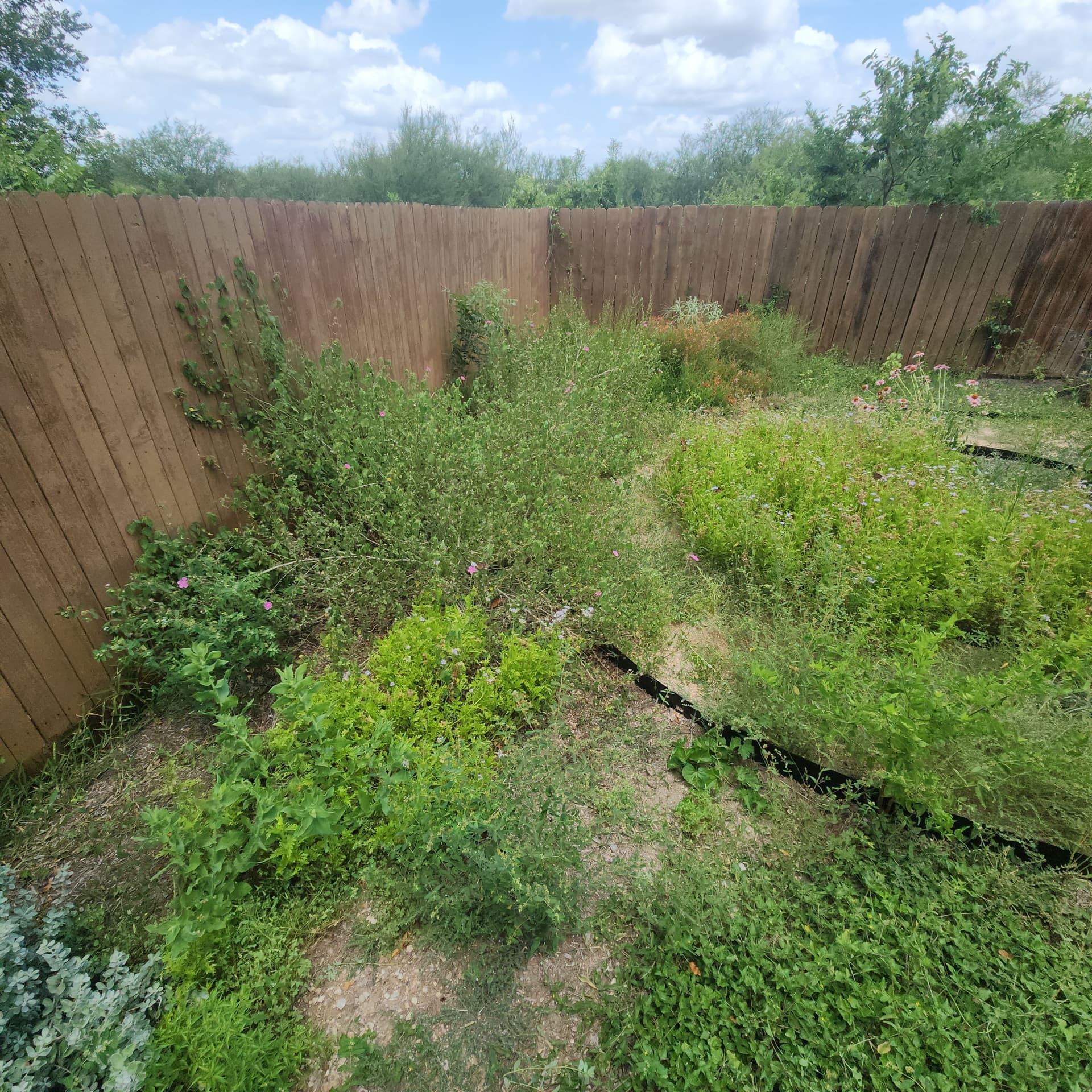 Gallery photos for Xeriscaped Backyard Cleanup Gets Back Under Control: Image #6