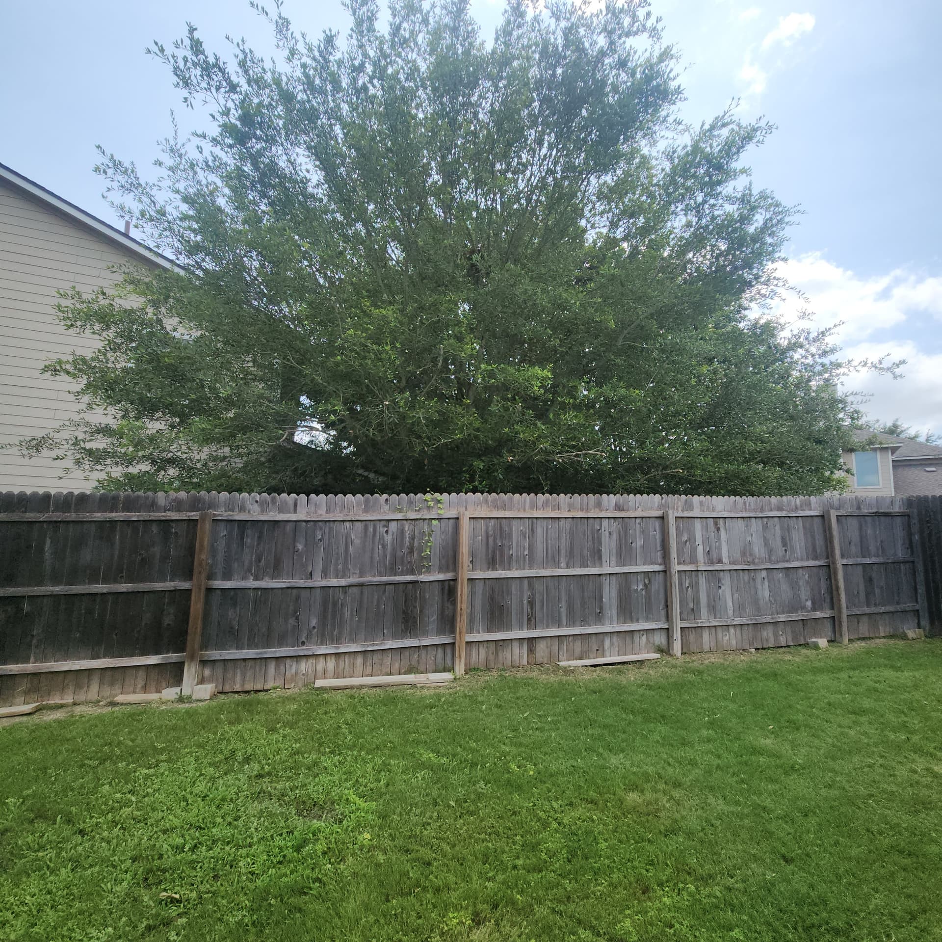 Gallery photos for Tree Trimming Along the Fence Line - Before and After: Image #6