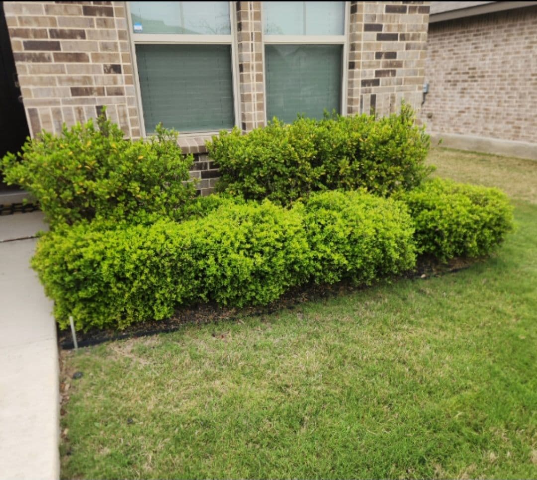 Project Front Bed Bush Trim and Natural Mulch Swap image