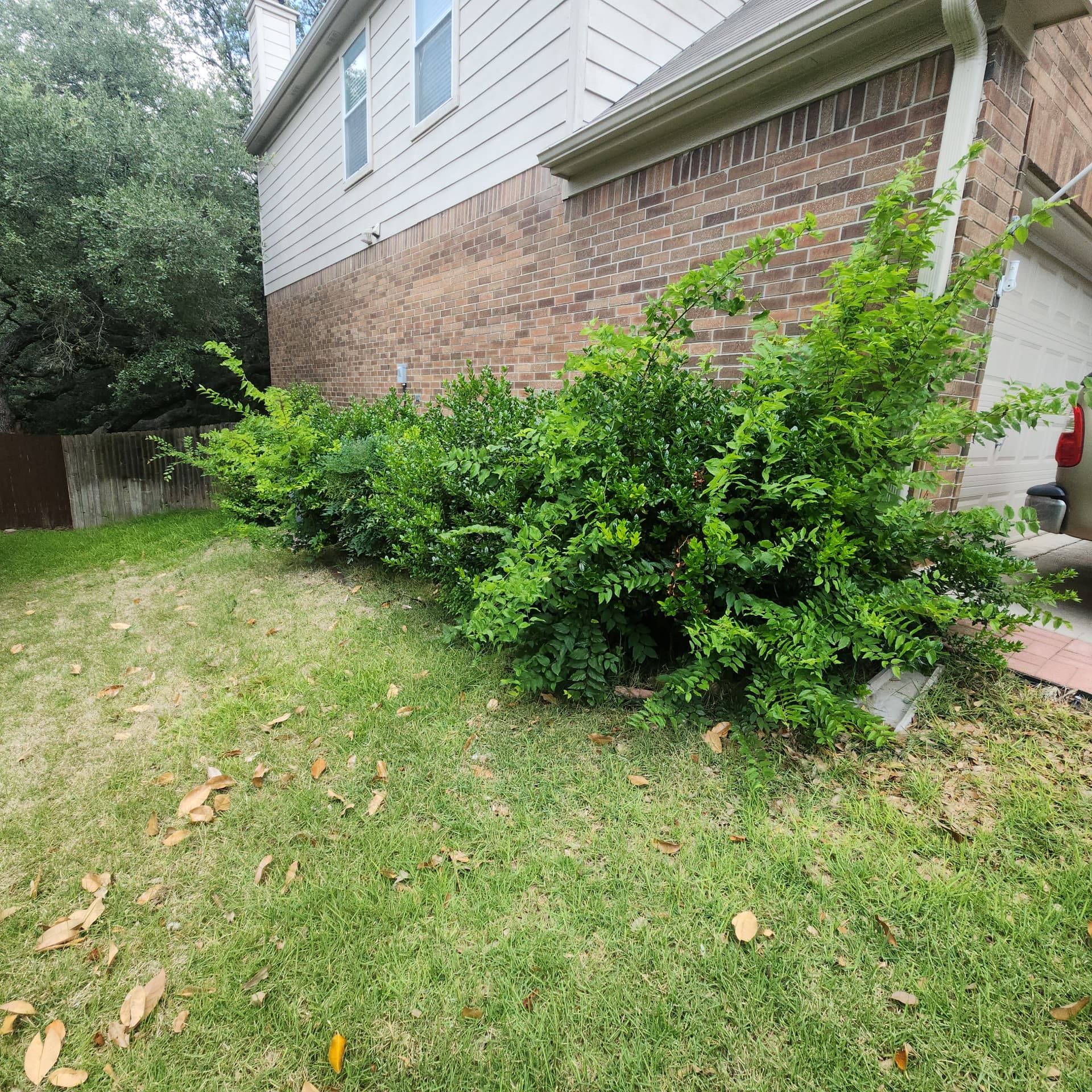 Gallery photos for Overgrown Bushes and Backyard Cleared Back to Normal: Image #1