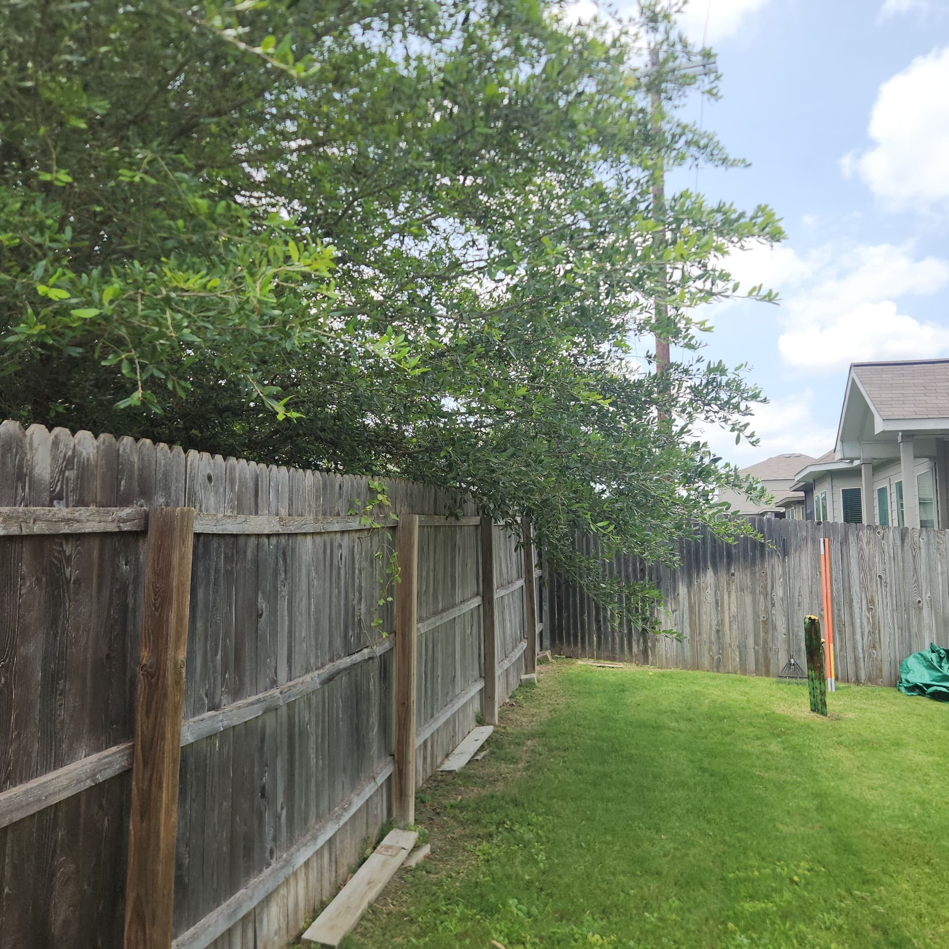 Gallery photos for Tree Trimming Along the Fence Line - Before and After: Image #3