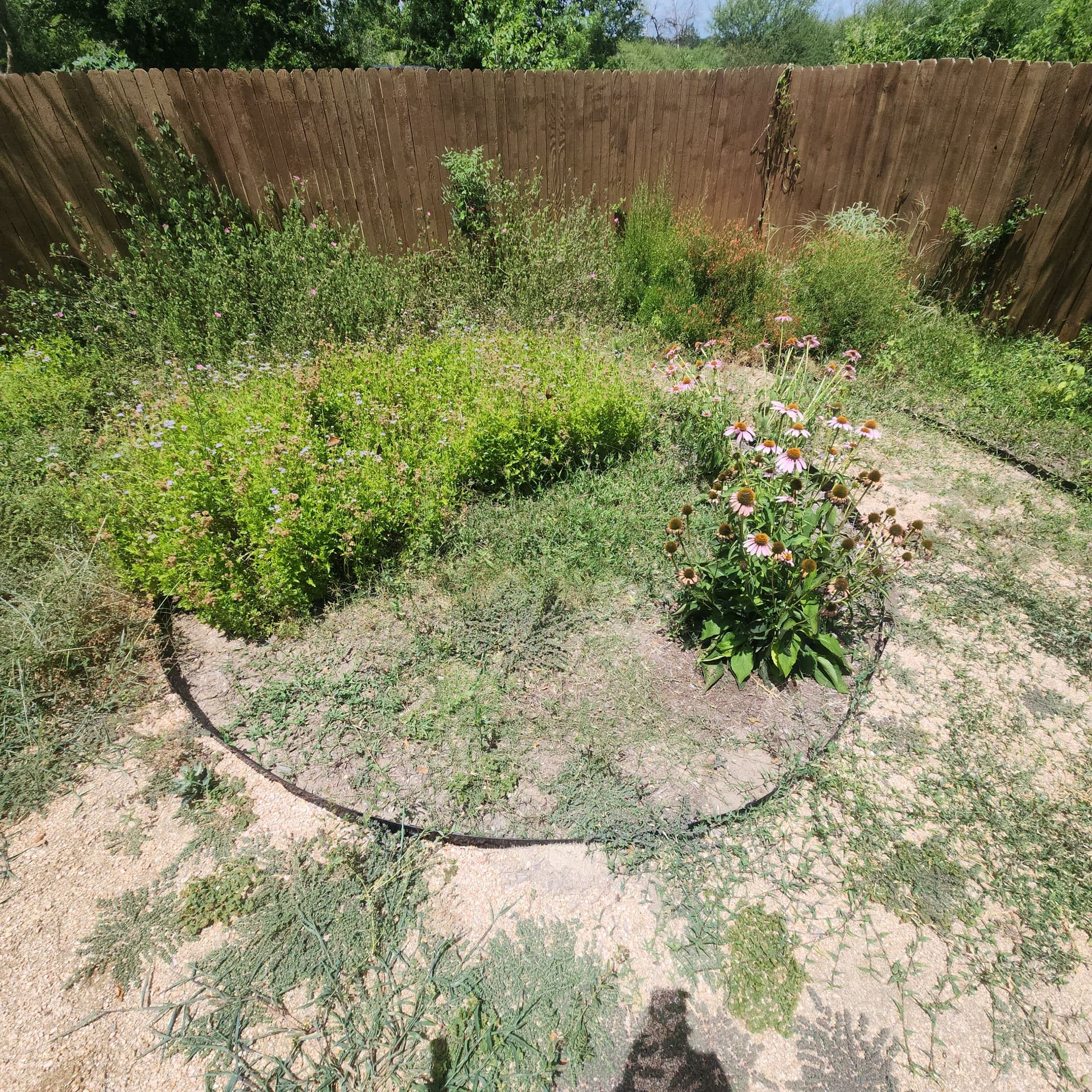 Gallery photos for Xeriscaped Backyard Cleanup Gets Back Under Control: Image #1
