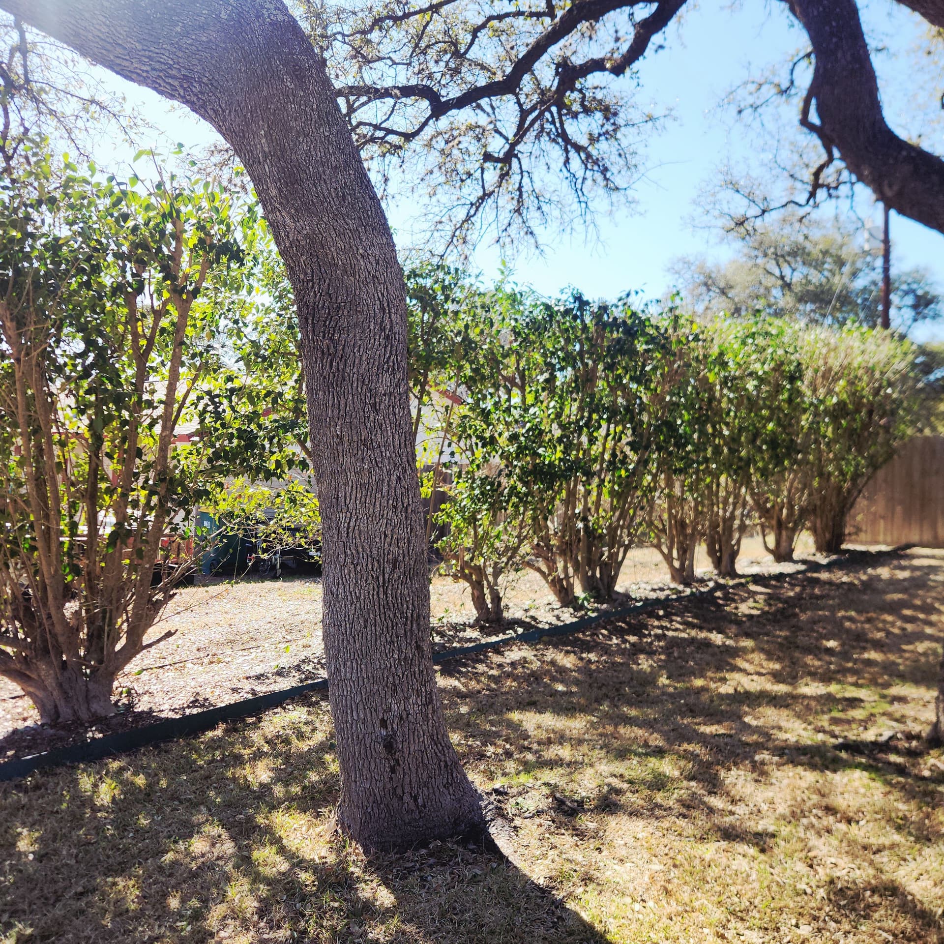 Gallery photos for Expert Hedge Trimming in Universal City TX: Image #4