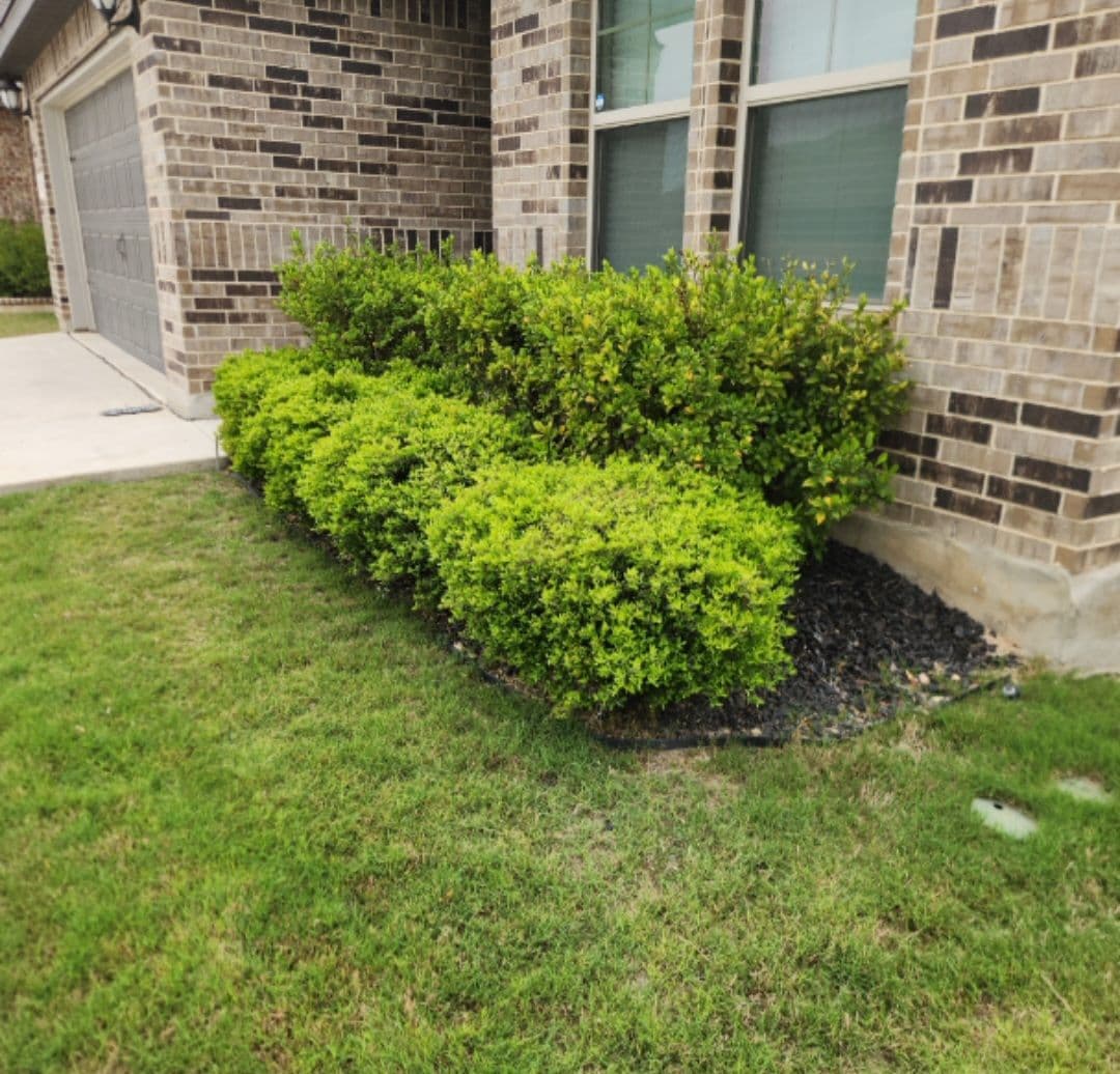 Gallery photos for Front Bed Bush Trim and Natural Mulch Swap: Image #2