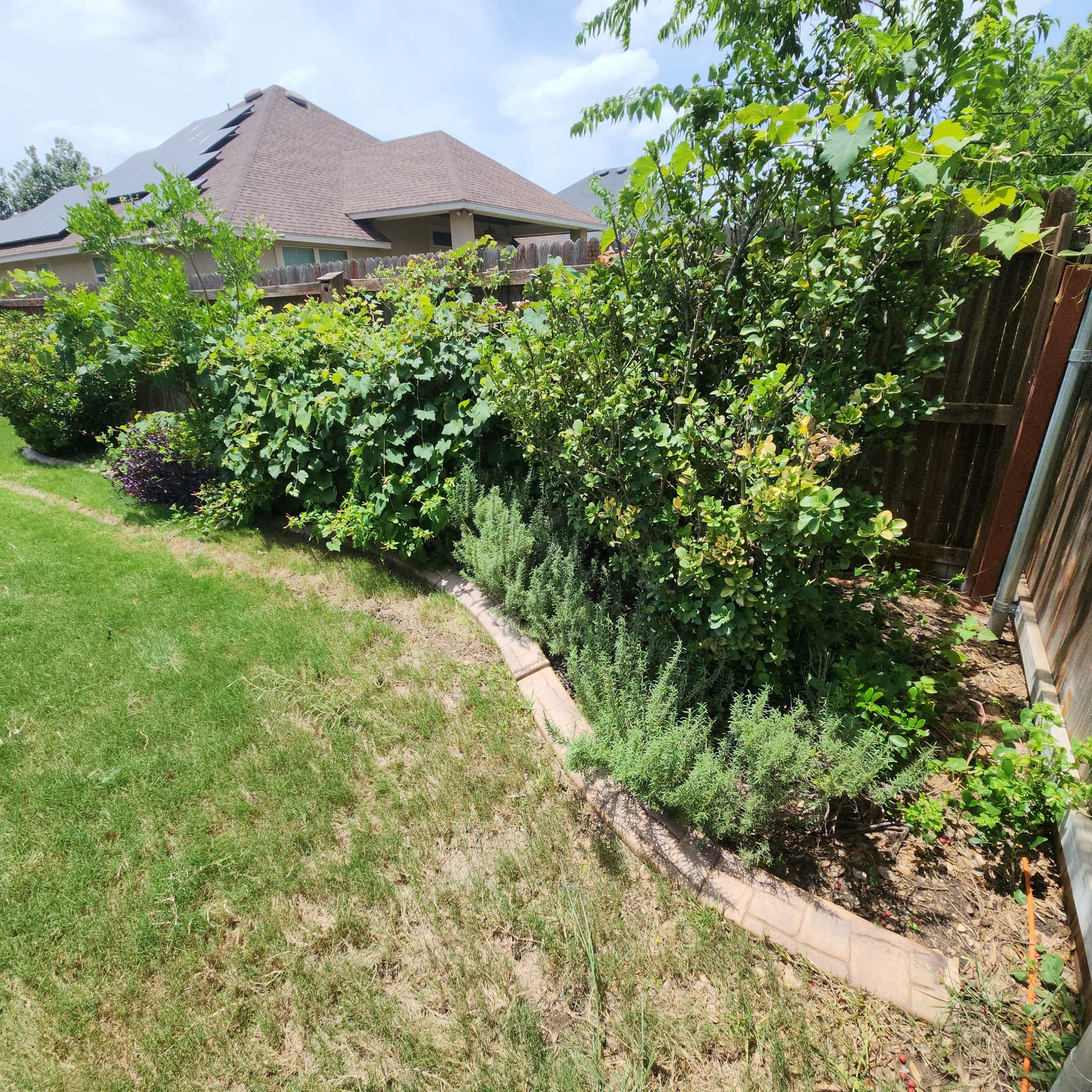 Gallery photos for Shrub Trimming and Yard Cleanup for New Texas Homeowners: Image #6