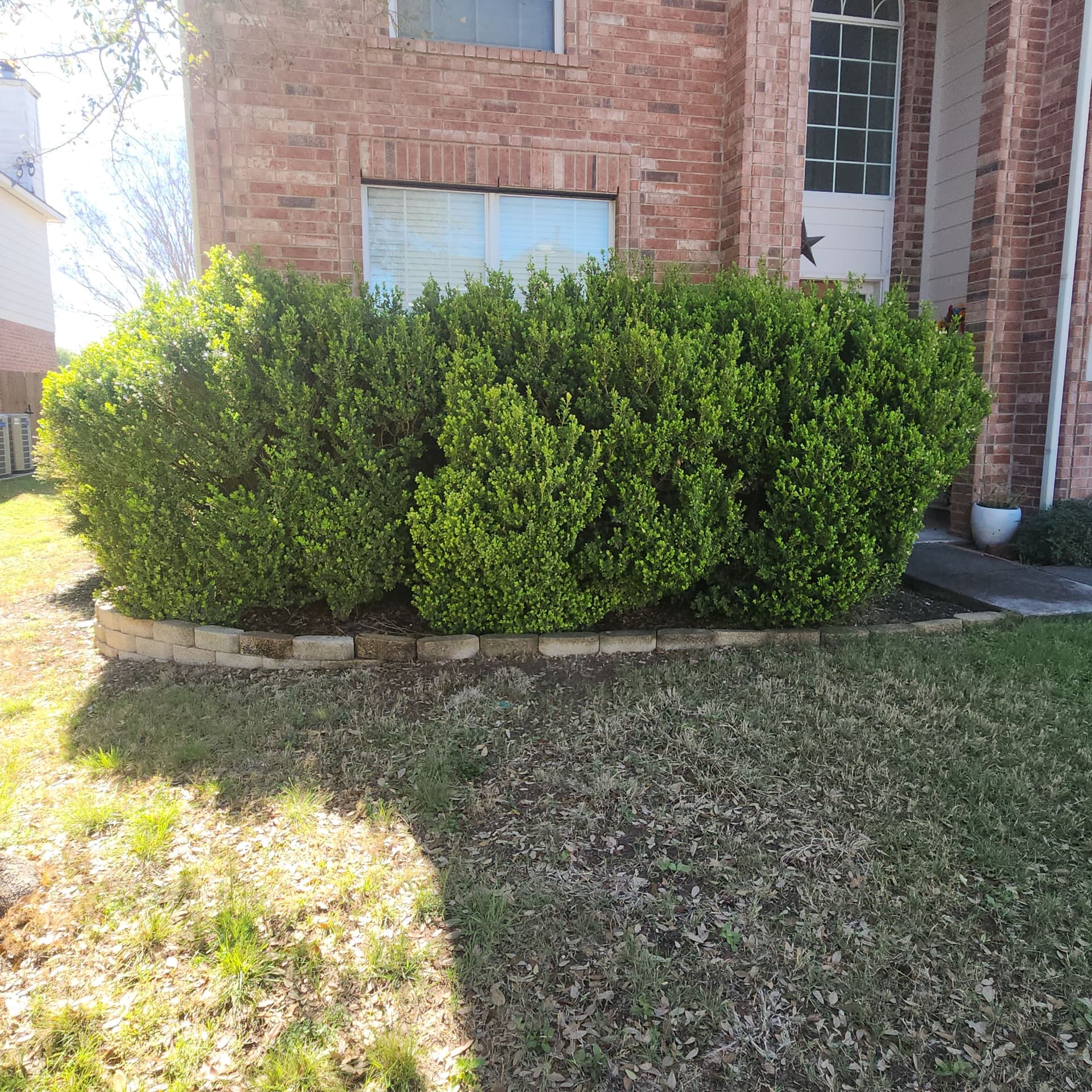 Gallery photos for Overgrown Bushes Out Dwarf Shrubs and Fresh Color In: Image #5