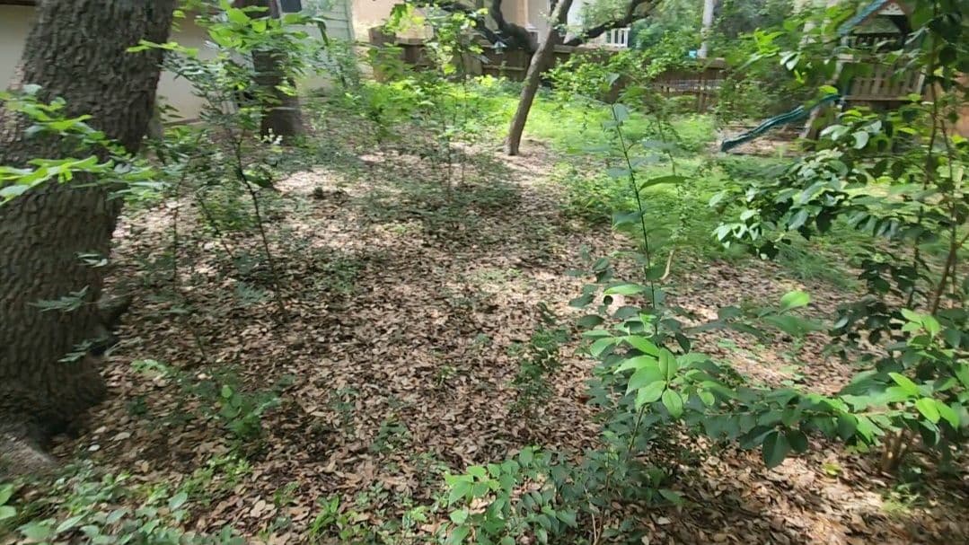 Gallery photos for Overgrown Bushes and Backyard Cleared Back to Normal: Image #4