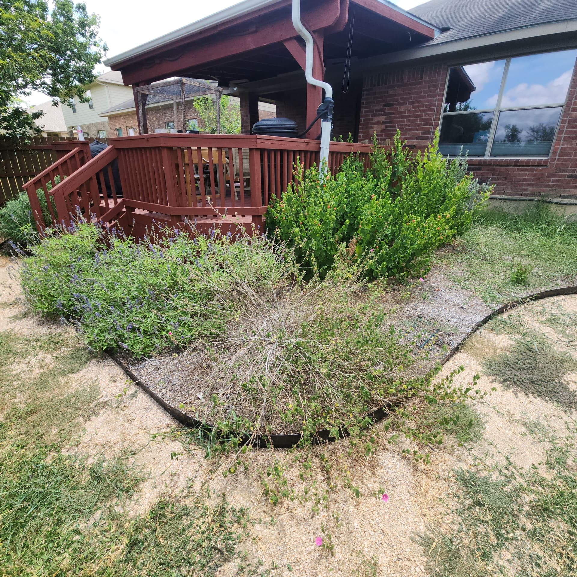 Gallery photos for Xeriscaped Backyard Cleanup Gets Back Under Control: Image #7