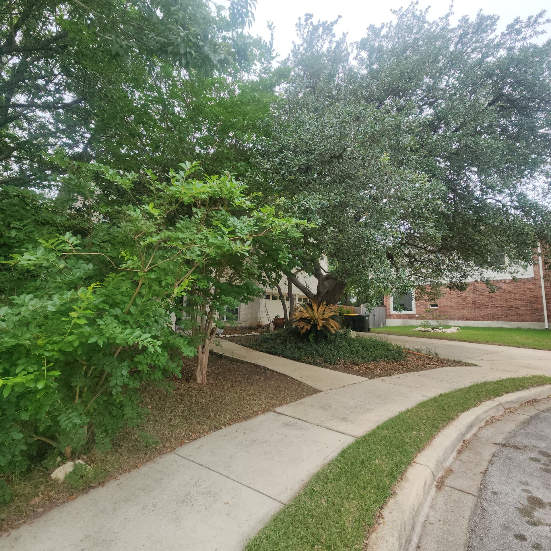 Gallery photos for Tree Trimming That Clears the Way Without Hurting the Tree: Image #1