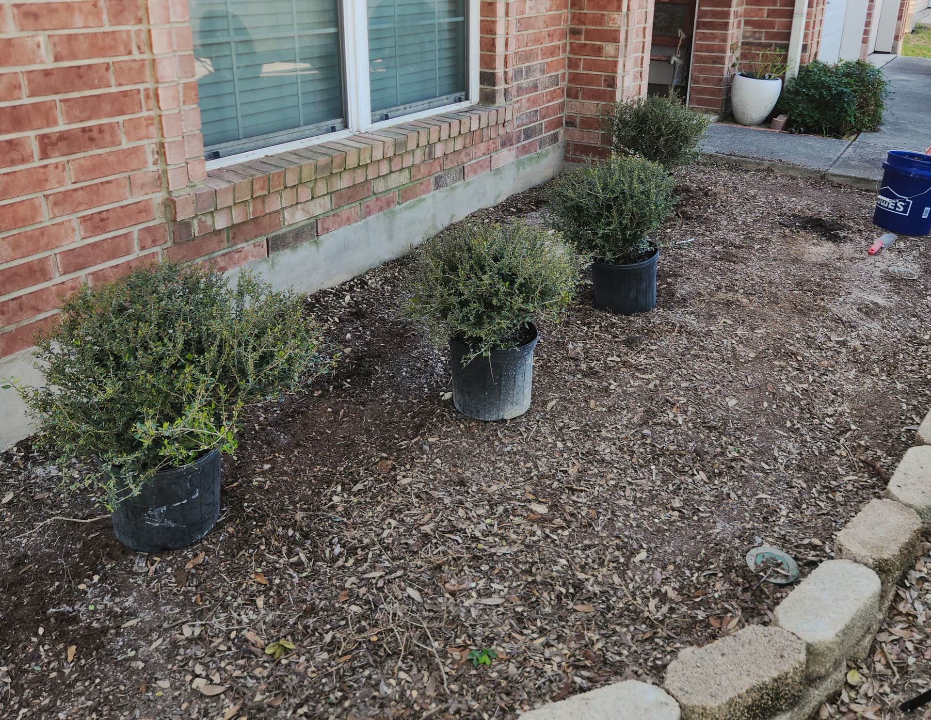 Gallery photos for Overgrown Bushes Out Dwarf Shrubs and Fresh Color In: Image #4