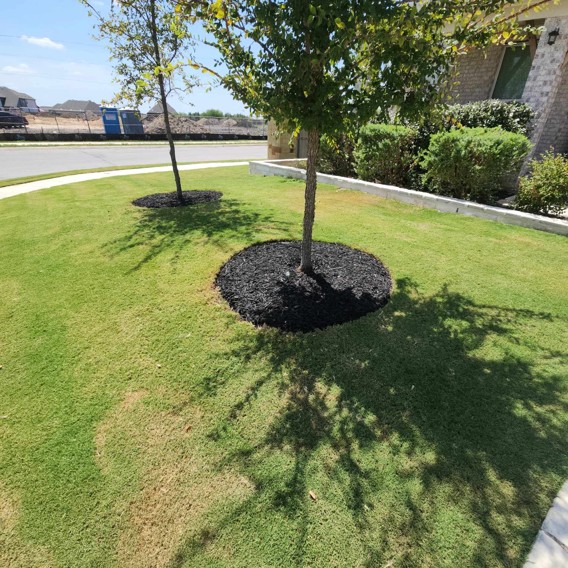 Tree Ring Mulch Refresh That Actually Helps Your Trees Grow image