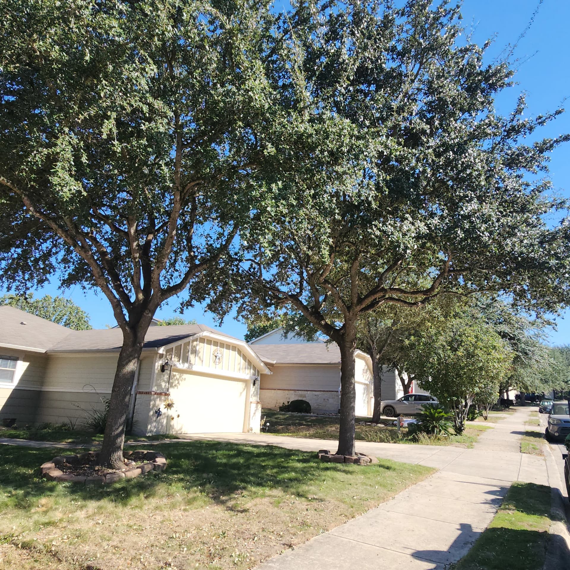 Gallery photos for Low-Hanging Tree Branches Trimmed for Driveway and Sidewalk Clearance: Image #5