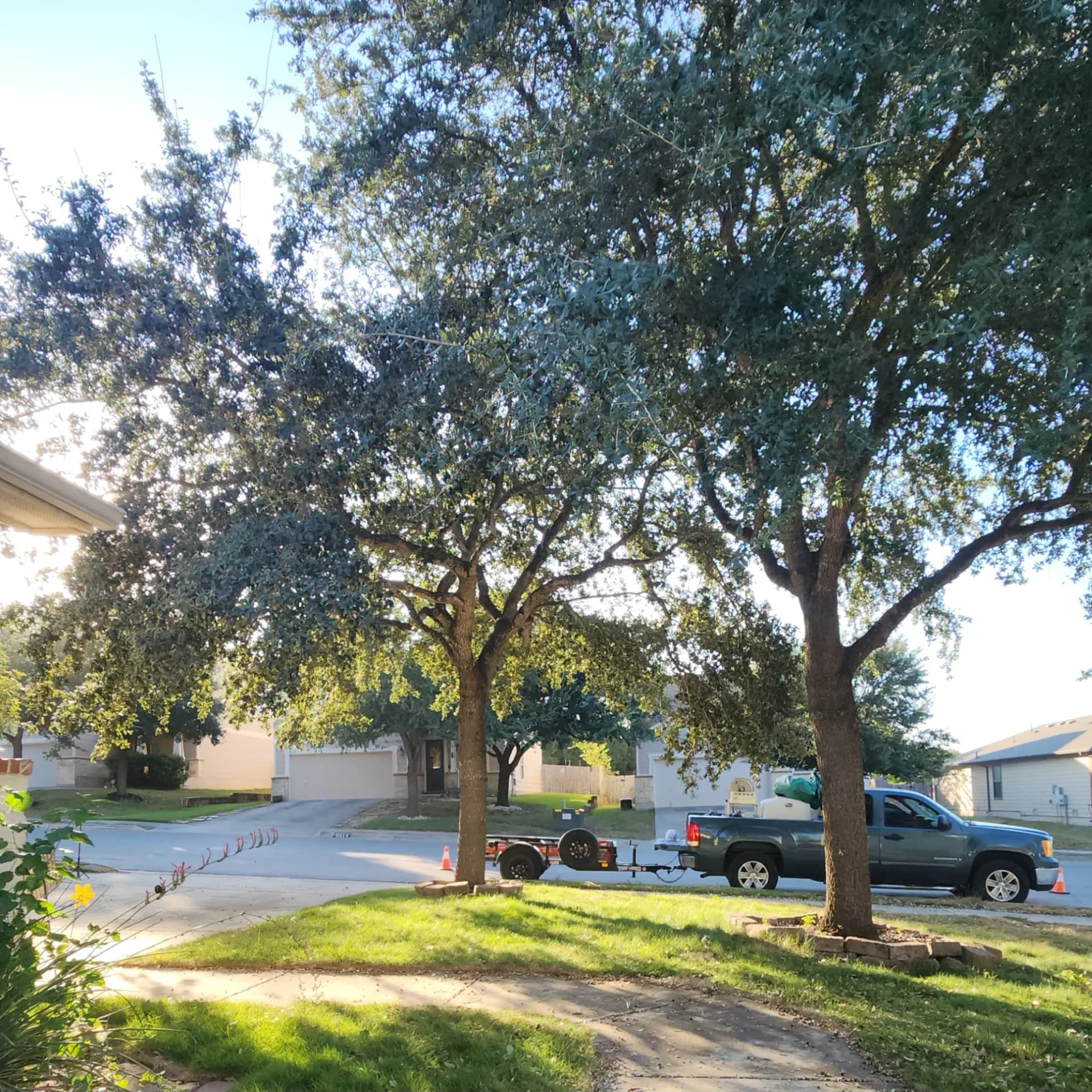 Gallery photos for Low-Hanging Tree Branches Trimmed for Driveway and Sidewalk Clearance: Image #4