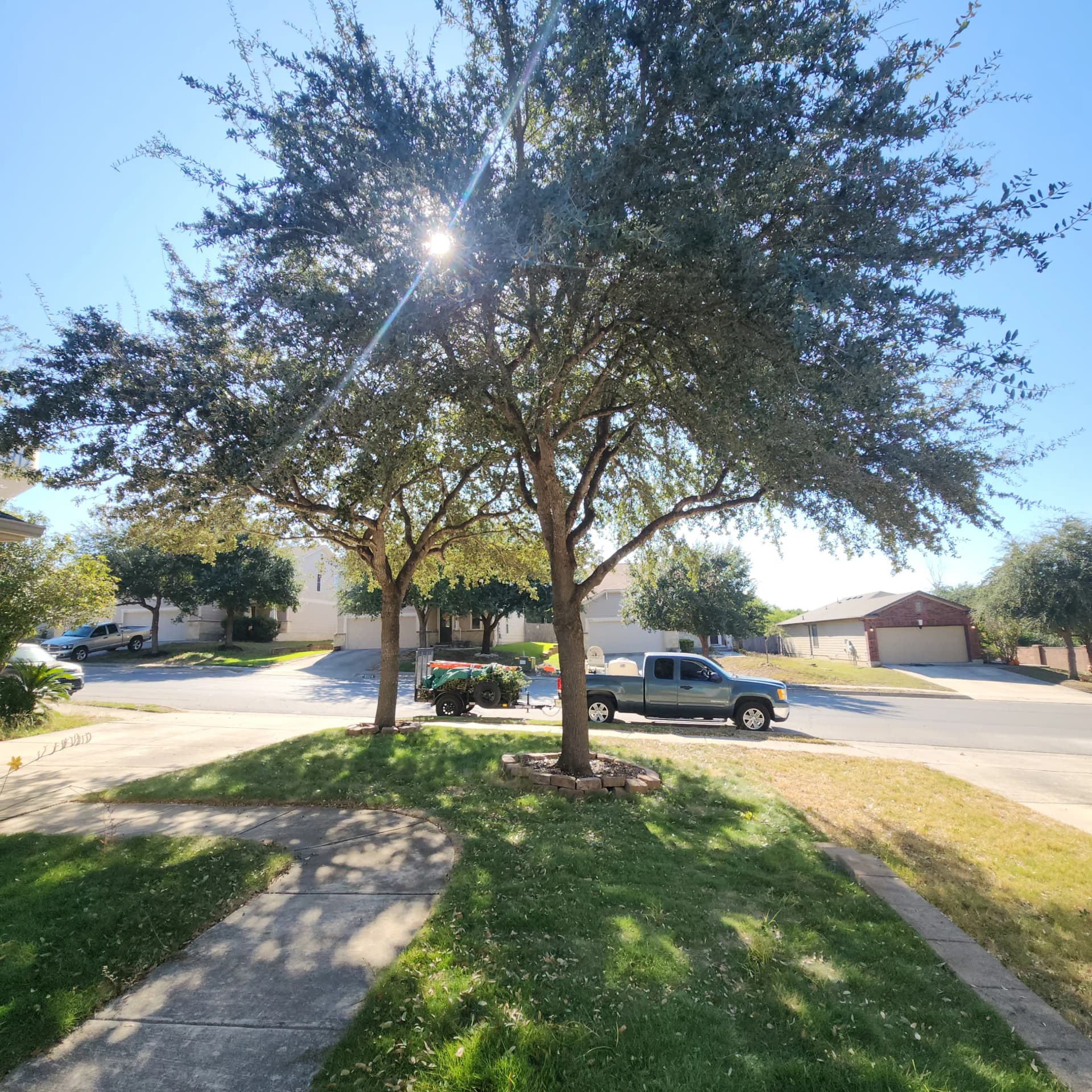 Gallery photos for Low-Hanging Tree Branches Trimmed for Driveway and Sidewalk Clearance: Image #3
