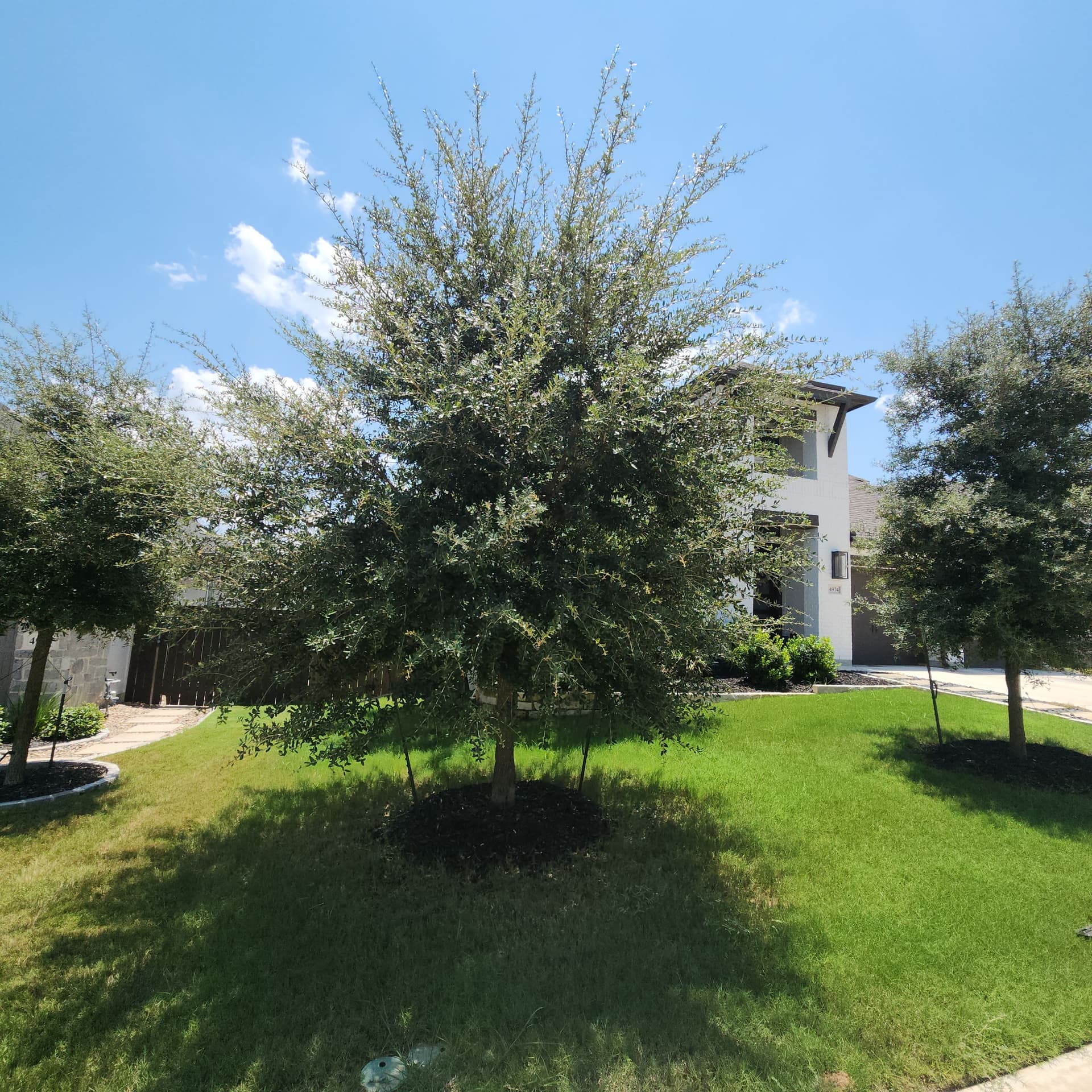 Gallery photos for Shrub Shaping, Tree Trimming, and Roof Clearance Done Right: Image #4