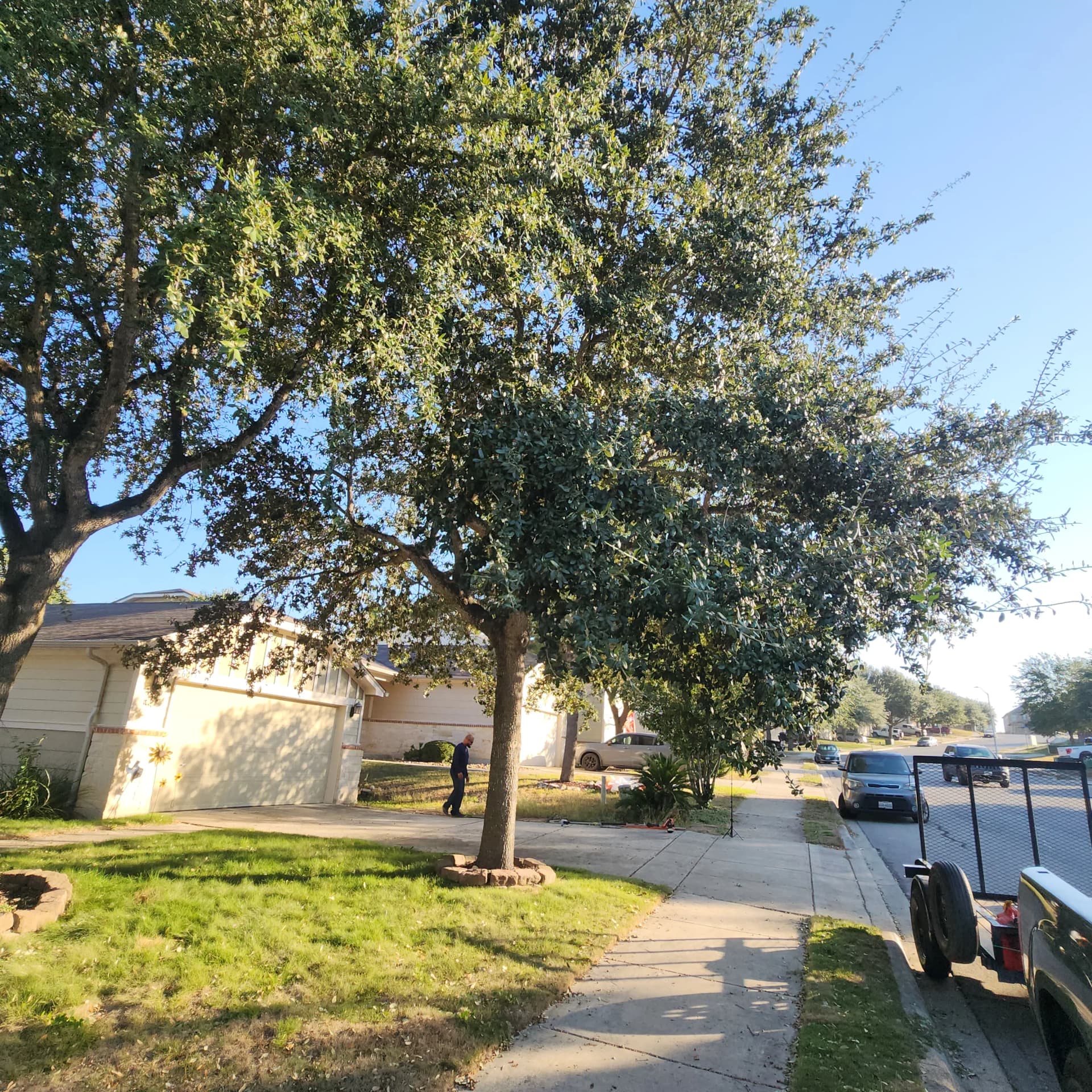 Gallery photos for Low-Hanging Tree Branches Trimmed for Driveway and Sidewalk Clearance: Image #6