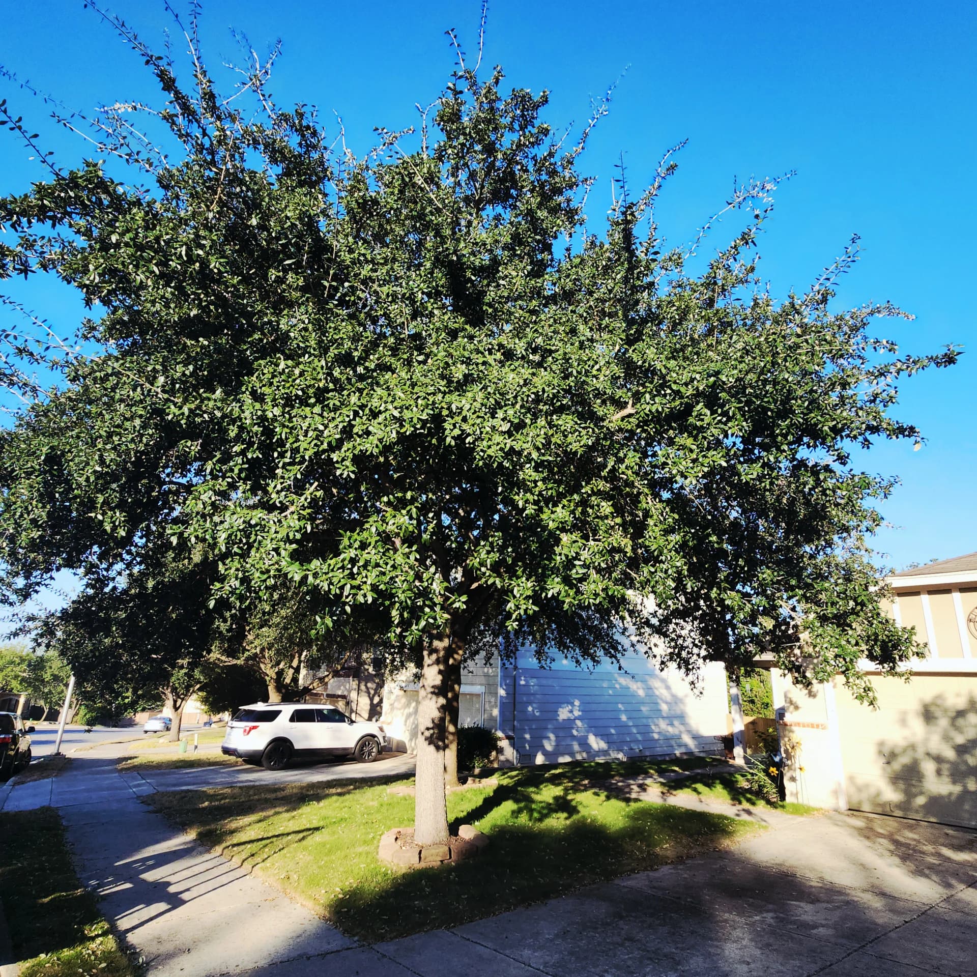 Gallery photos for Low-Hanging Tree Branches Trimmed for Driveway and Sidewalk Clearance: Image #1