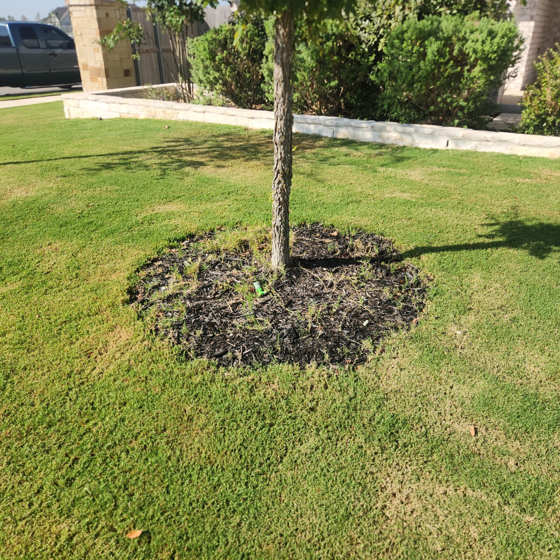 Gallery photos for Tree Ring Mulch Refresh That Actually Helps Your Trees Grow: Image #1