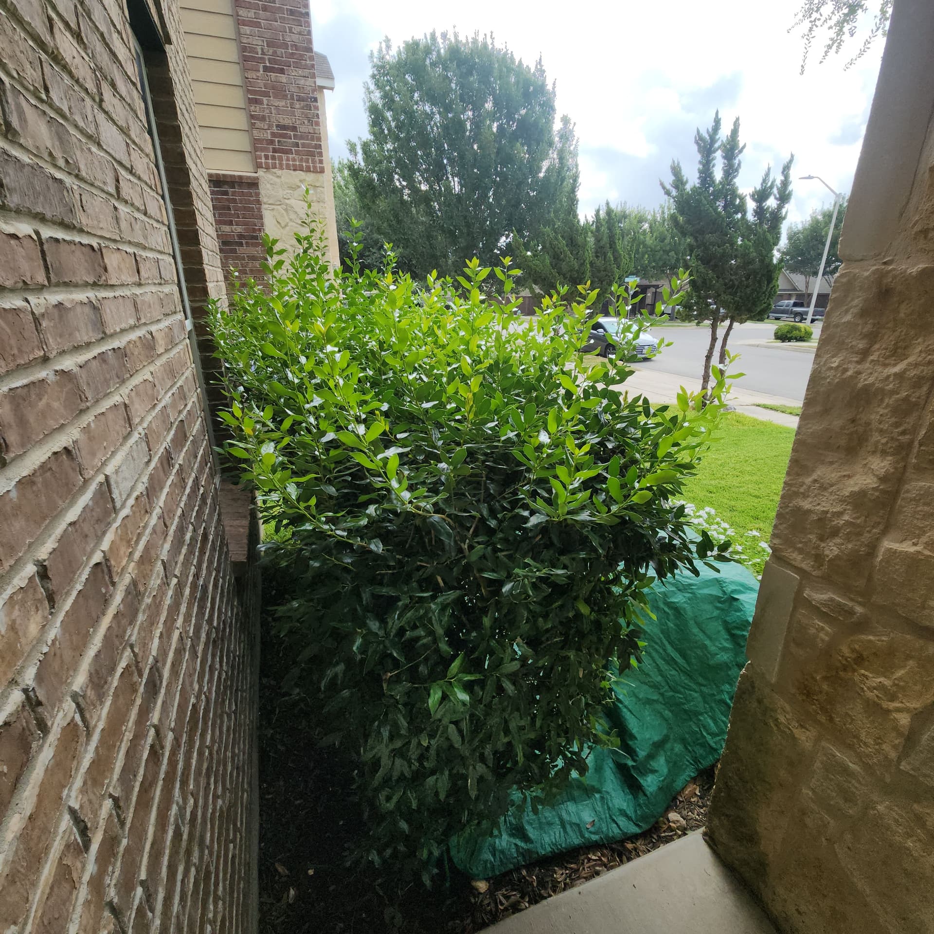 Gallery photos for Shrub Shaping, Tree Trimming, and Roof Clearance Done Right: Image #2