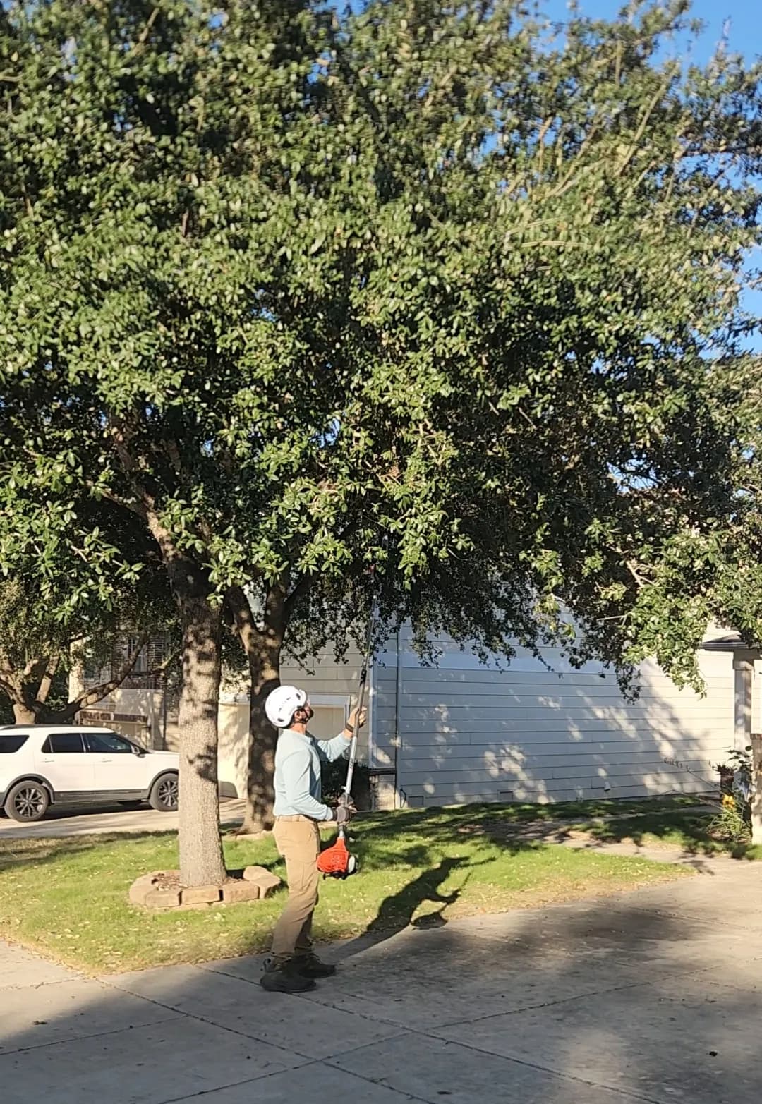 Low-Hanging Tree Branches Trimmed for Driveway and Sidewalk Clearance image