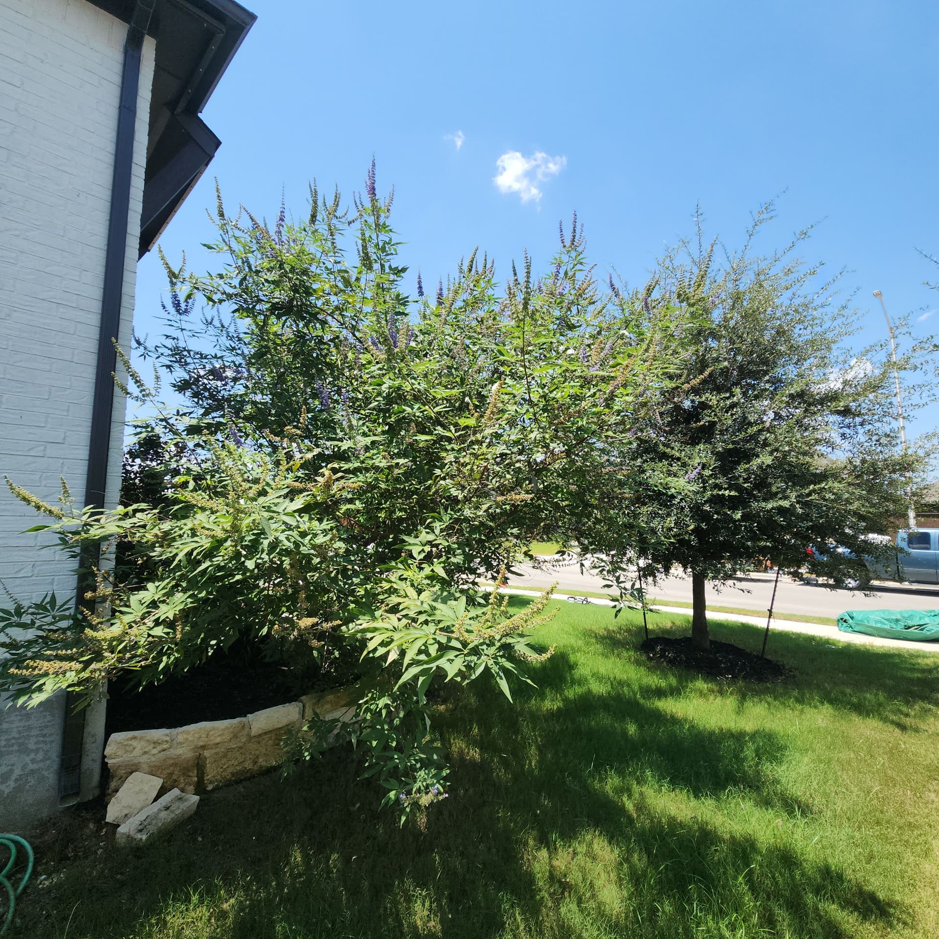 Gallery photos for Shrub Shaping, Tree Trimming, and Roof Clearance Done Right: Image #5